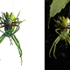 Illustration for article titled Bug Sex Book Sparks Surprising Controversy